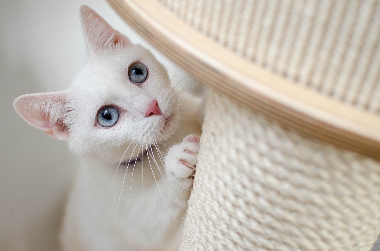 Co kupić zanim w domu zamieszka kot?