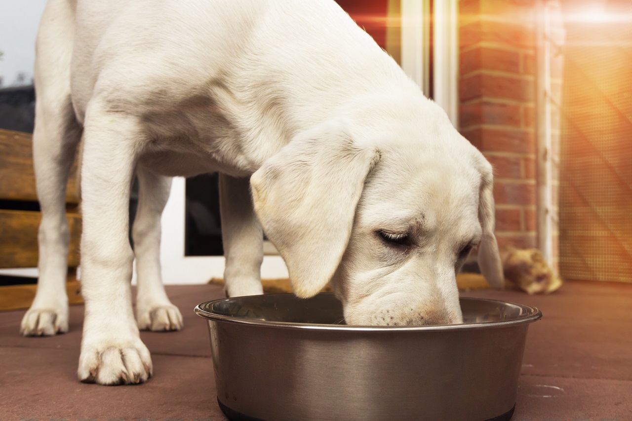Karma dla psa mokra – czym się charakteryzuje?