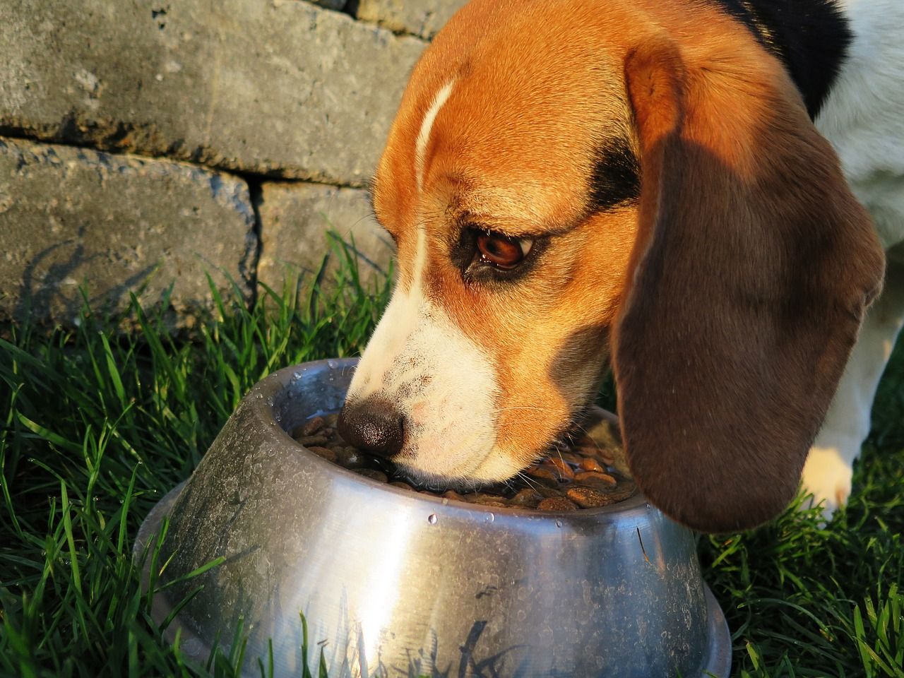 Dobra karma dla psa – jakie składniki odżywcze powinna zawierać?